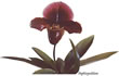 paph 064.jpg
